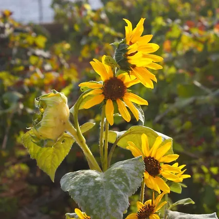 Appartement By The Sea Ivan Dolac, Hvar - 5709 *